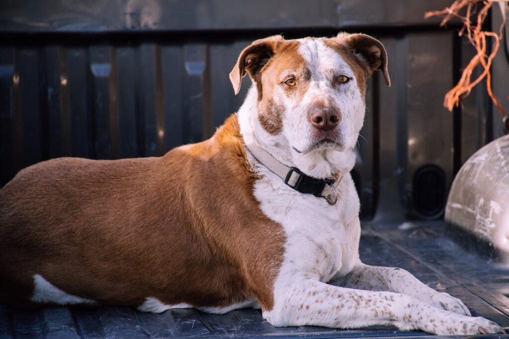 How to Introduce a Shock Collar to a Dog