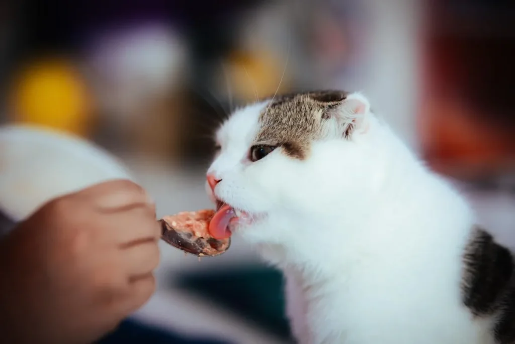 How Much Wet Food to Feed a Cat Every Day