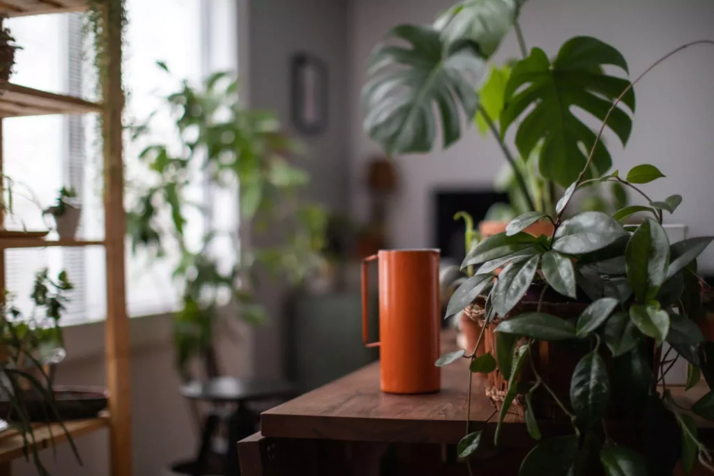 large low light indoor plants