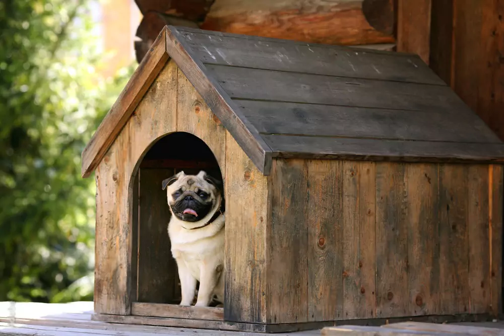 How to Insulate a Dog House