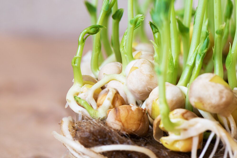 Growing Garlic Indoors