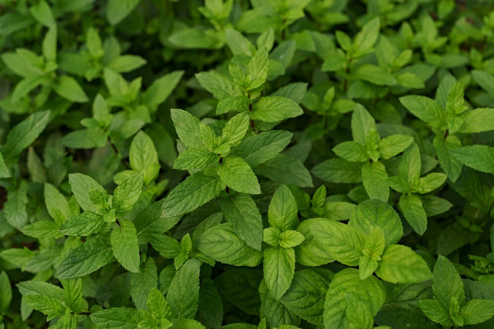 Grow Basil Indoors