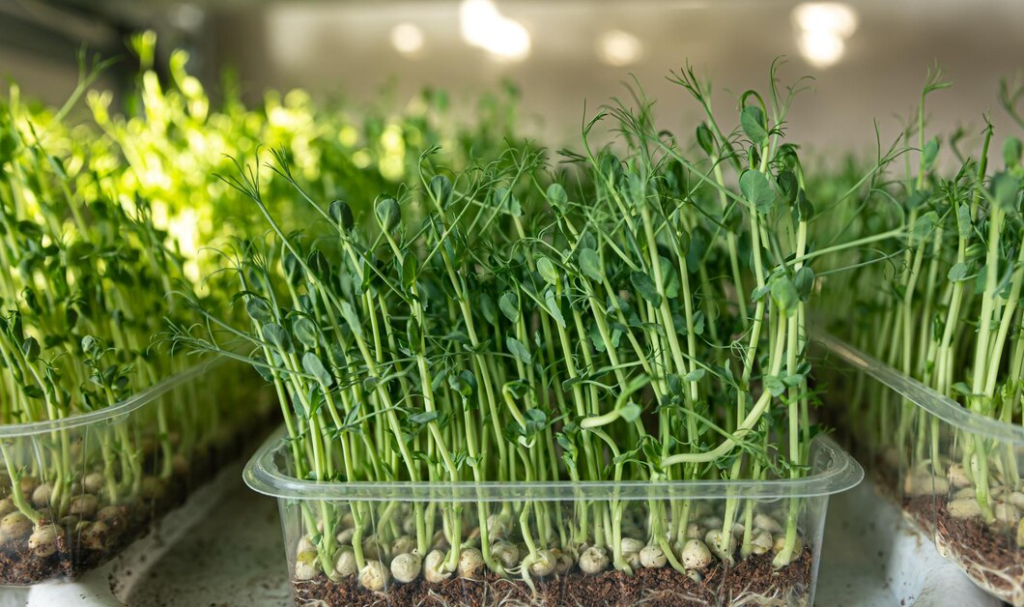  Growing Microgreens Indoors