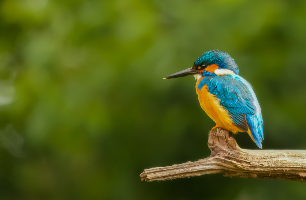 Enchanting Hummingbirds in Northern Illinois