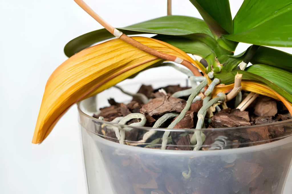 Brown Orchid Leaves