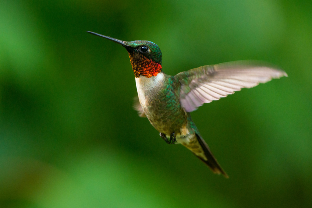 Ruby-Throated Hummingbird